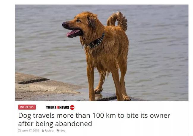 狗狗被遗弃，追了100多公里，只为…咬主人一口！