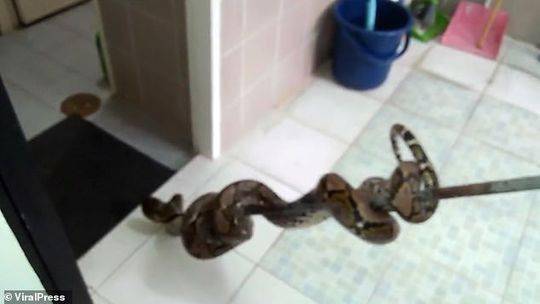 马桶里突然钻出3米长蟒蛇 如厕男子被咬伤下体
