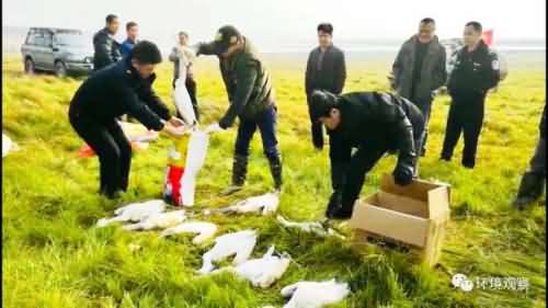 鄱阳湖16只白琵鹭疑遭毒杀 警方悬赏3万征集线索