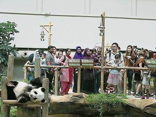 马来西亚还大熊猫