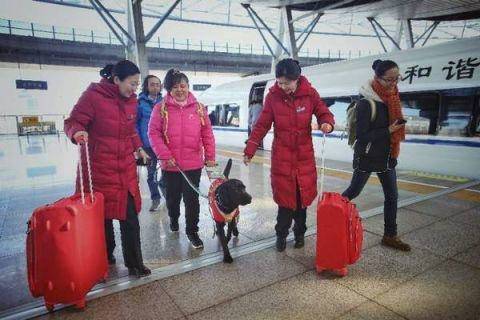 导盲犬黑萌萌抵京 接班珍妮引路一丝不苟