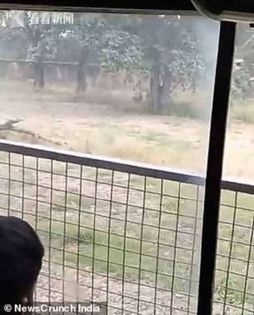 印度男子翻入狮园 遭一公一母两头狮子袭击