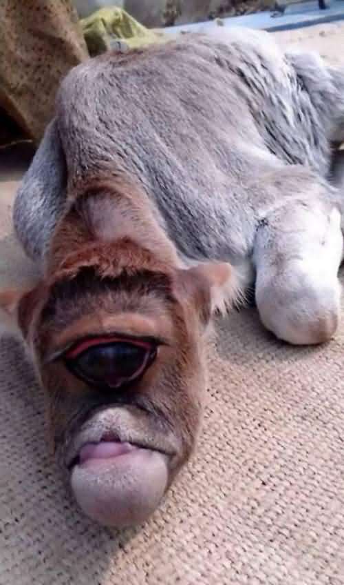 印度一头小牛犊天生只有一只眼 被当地人奉为神灵
