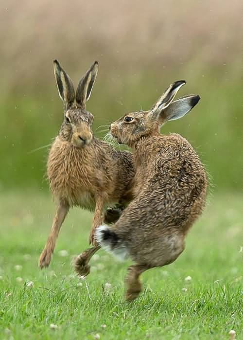 英国苏格兰阿伯丁郡拍摄到两只野兔激烈干架的照片照片中的野兔一雌一雄