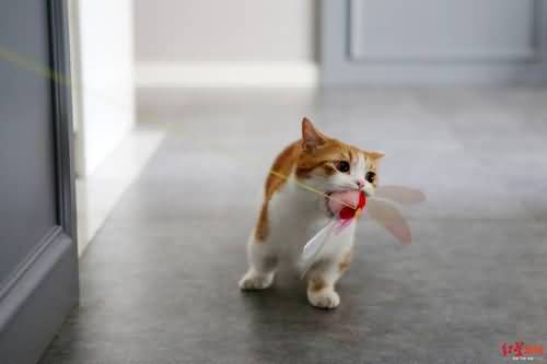 4只网红猫拍猫片年入百万 携猫主人住进130㎡豪宅