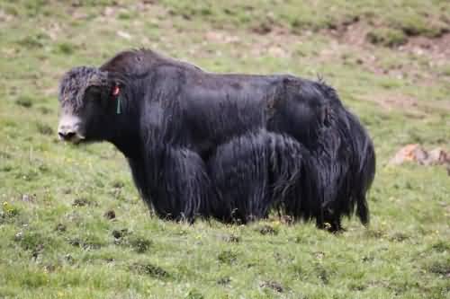 世界首个无角牦牛培育成功 为什么要培育无角牦牛？