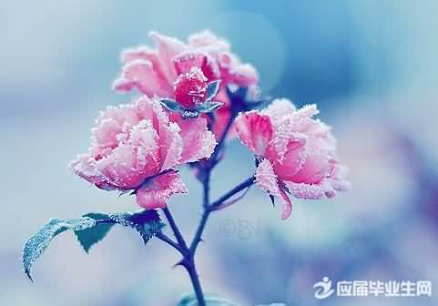 坚毅的反义词