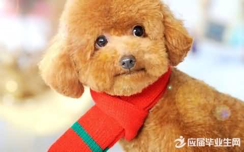 小狗小鸟的反义词