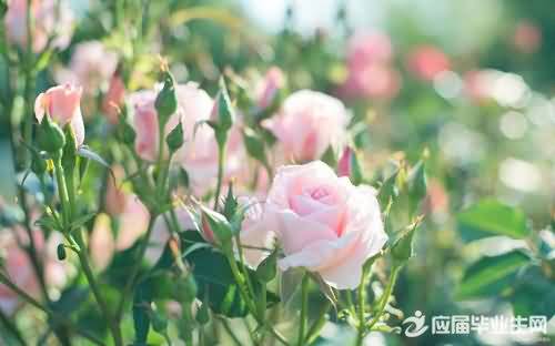 摘反义词是什么