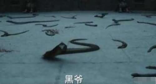 沙海黑毛蛇有什么用