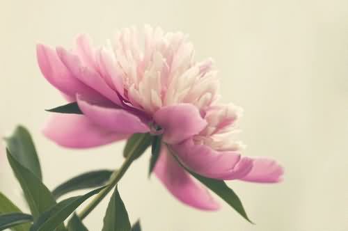 描写油菜花的作文200字300字400字800字五篇
