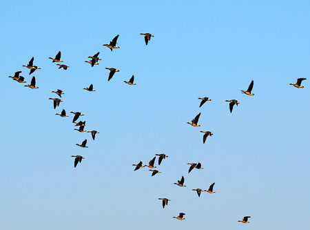 鸟类为什么要迁徙 鸟类迁徙搬家之谜