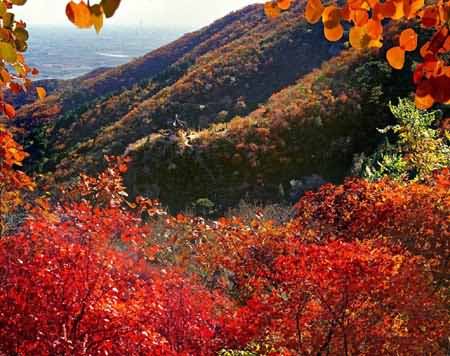 香山的红叶是并不是枫树叶子 而是“黄栌”叶子