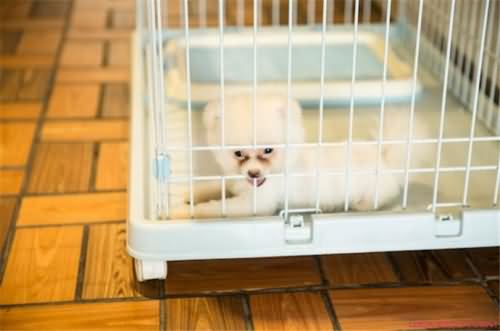 微笑狗事件死了多少人 微笑狗事件死了多少人