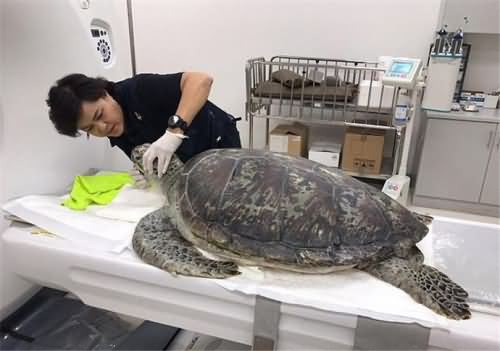 海龟误吞许愿硬币