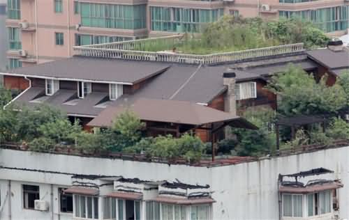 市民楼顶上建花园 市民楼顶上建花园