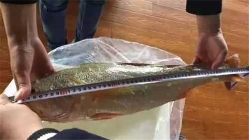 捕获5斤重大黄鱼 捕获5斤重大黄鱼