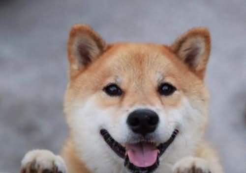 微笑狗 微笑狗