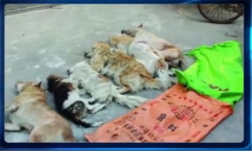 补营养毒杀8只小狗，这样的狗肉真的可以吃么？