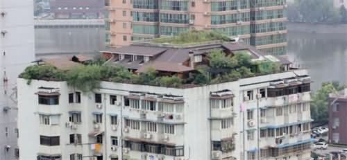 市民楼顶上建花园