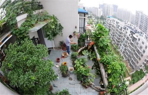 市民楼顶上建花园