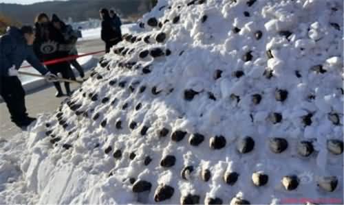 大鱼垒成雪塔保鲜