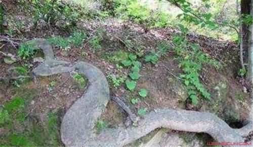 桂平挖蛇事件 桂平挖蛇事件