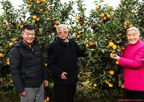 褚映群父亲褚时健种植橙子