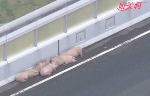 19头猪高速车祸中逃走 19头猪高速车祸中逃走