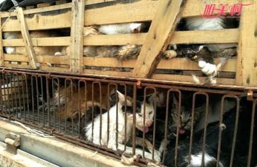 500多只猫遭诱捕