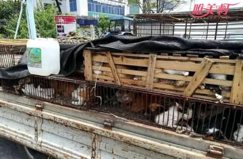 500多只猫遭诱捕