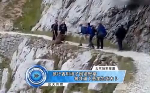 游客用树枝逼野猪下崖 游客用树枝逼野猪下崖