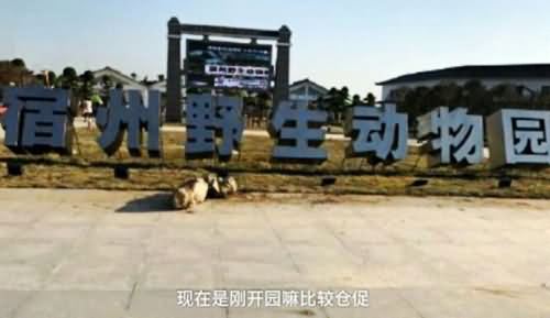游客动物园看泰迪 游客动物园看泰迪
