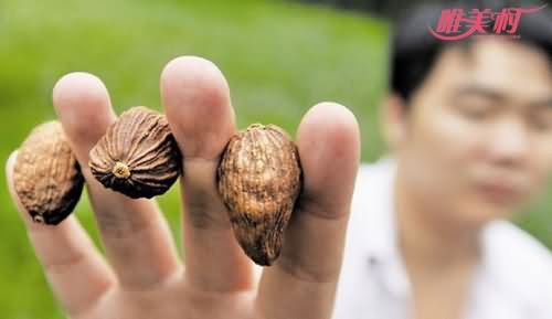 夫妻种植毒品植物