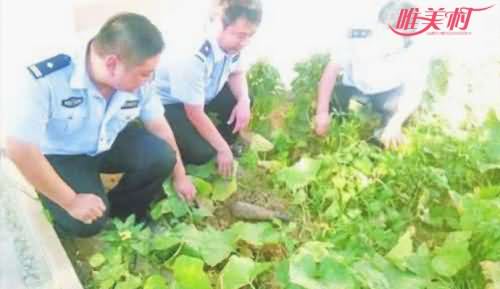 夫妻种植毒品植物