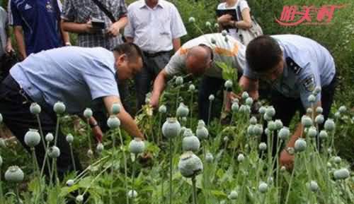 夫妻种植毒品植物