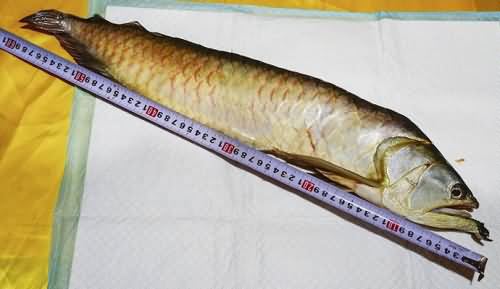 男子火化金龙鱼