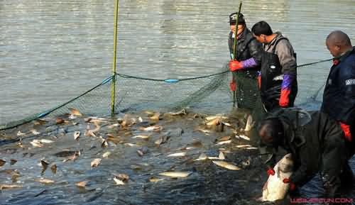 高校捕鱼3万斤