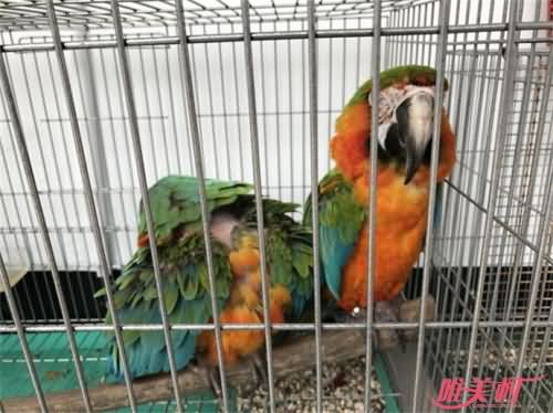 男子偷18只鹦鹉卖不掉 然后他居然做出这种事