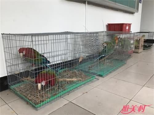 男子偷18只鹦鹉卖不掉