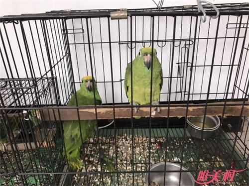 男子偷18只鹦鹉卖不掉