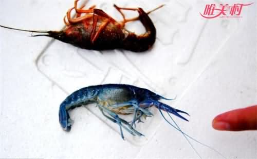 江苏现蓝色小龙虾