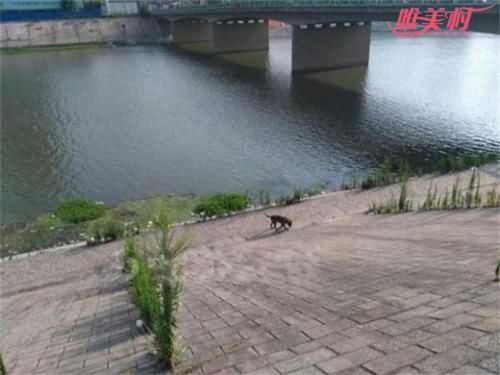 跳河救宠物狗溺亡 跳河救宠物狗溺亡