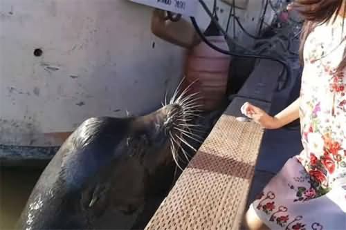 逗海狮玩被拖入水