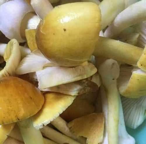 野蘑菇