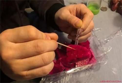 挑火龙果籽