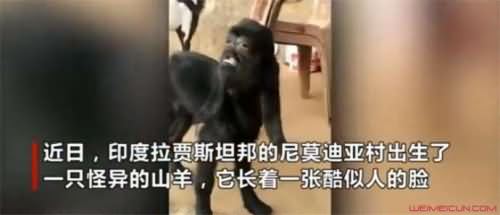 印度一山羊长人脸怎么回事 印度一山羊长人脸怎么回事