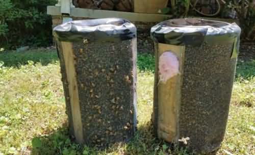 12万只蜜蜂藏卧室天花板 12万只蜜蜂藏卧室天花板