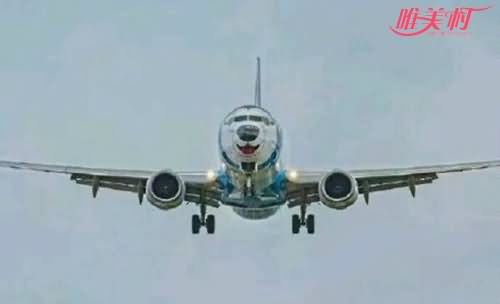 航空公司将飞机涂成哈士奇 航空公司将飞机涂成哈士奇