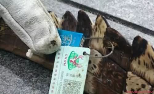 女子网购收到鳄鱼